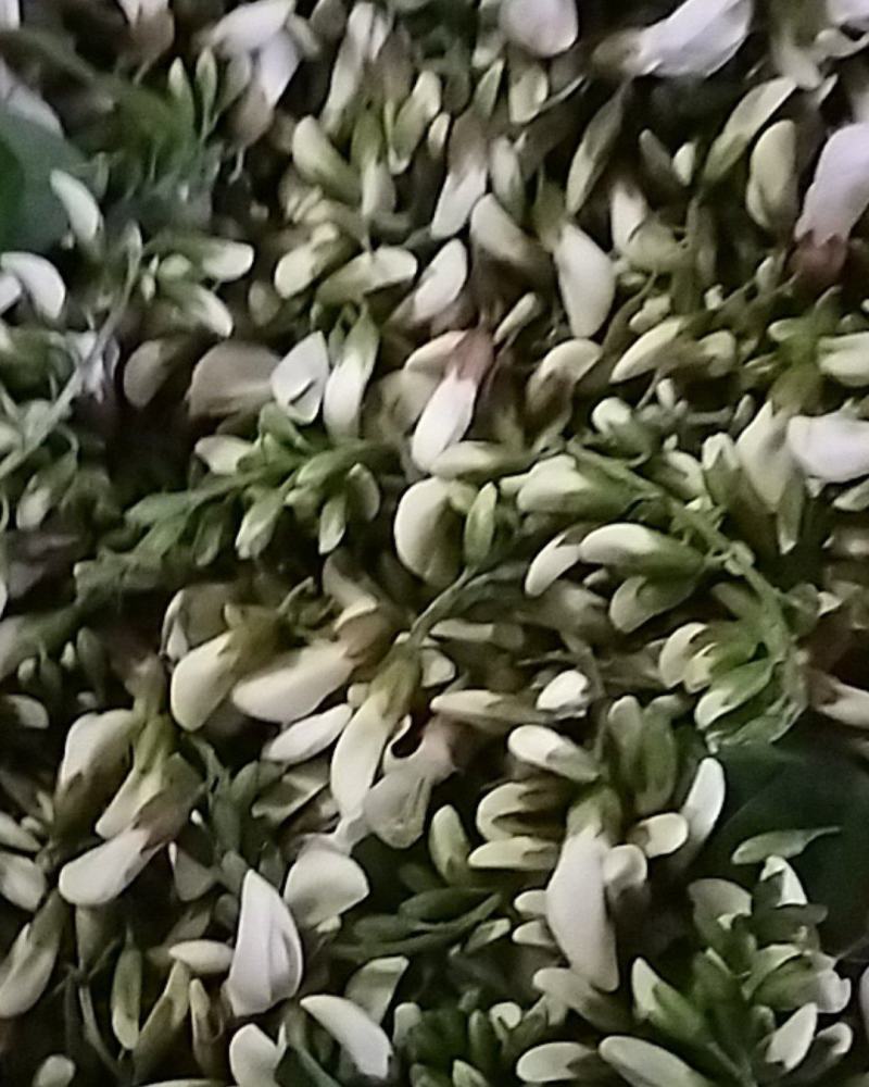 速冻洋槐花，冷冻鲜洋槐花，保证质量冷藏车发货
