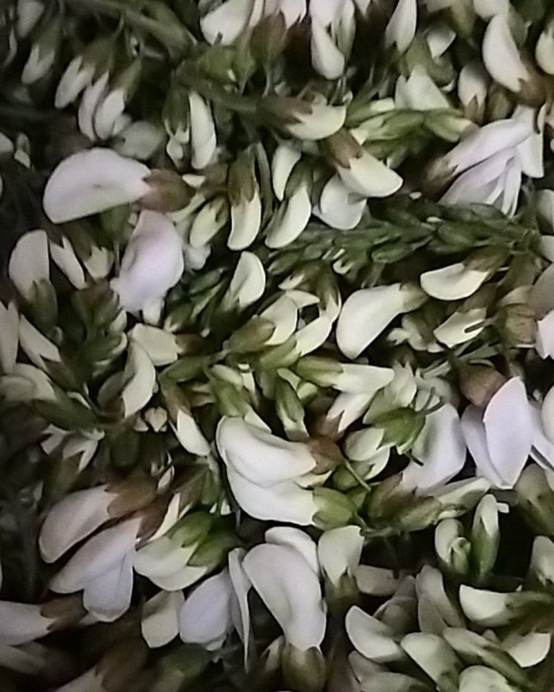 速冻洋槐花，冷冻鲜洋槐花，保证质量冷藏车发货