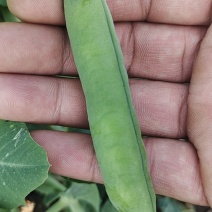 云南长寿仁豌豆大量上市了