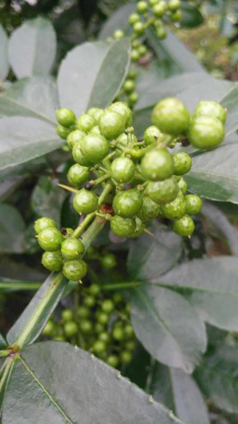 又香又麻的花椒快成熟了