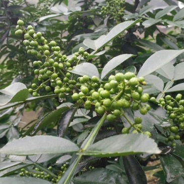 又香又麻的花椒快成熟了
