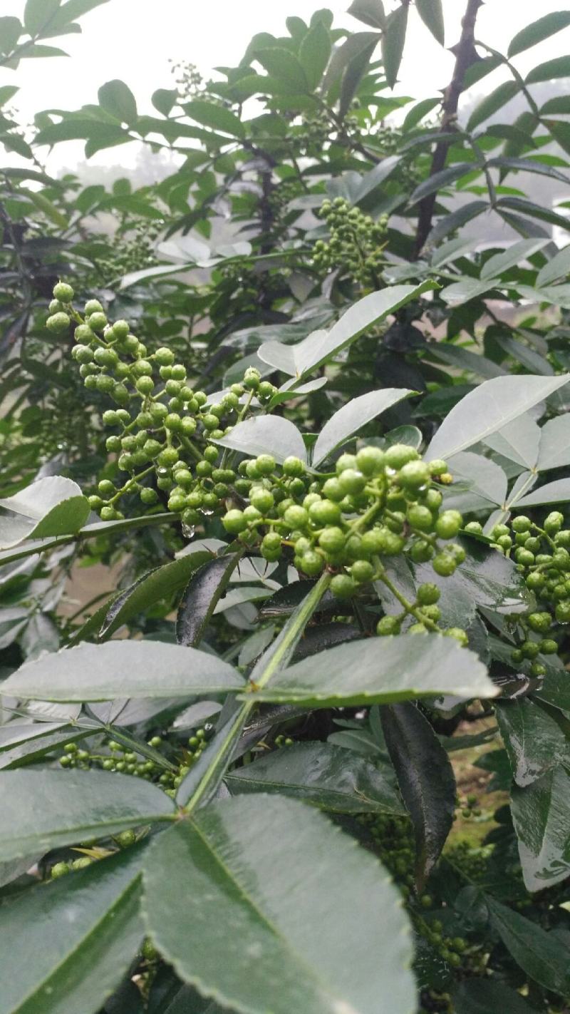 又香又麻的花椒快成熟了