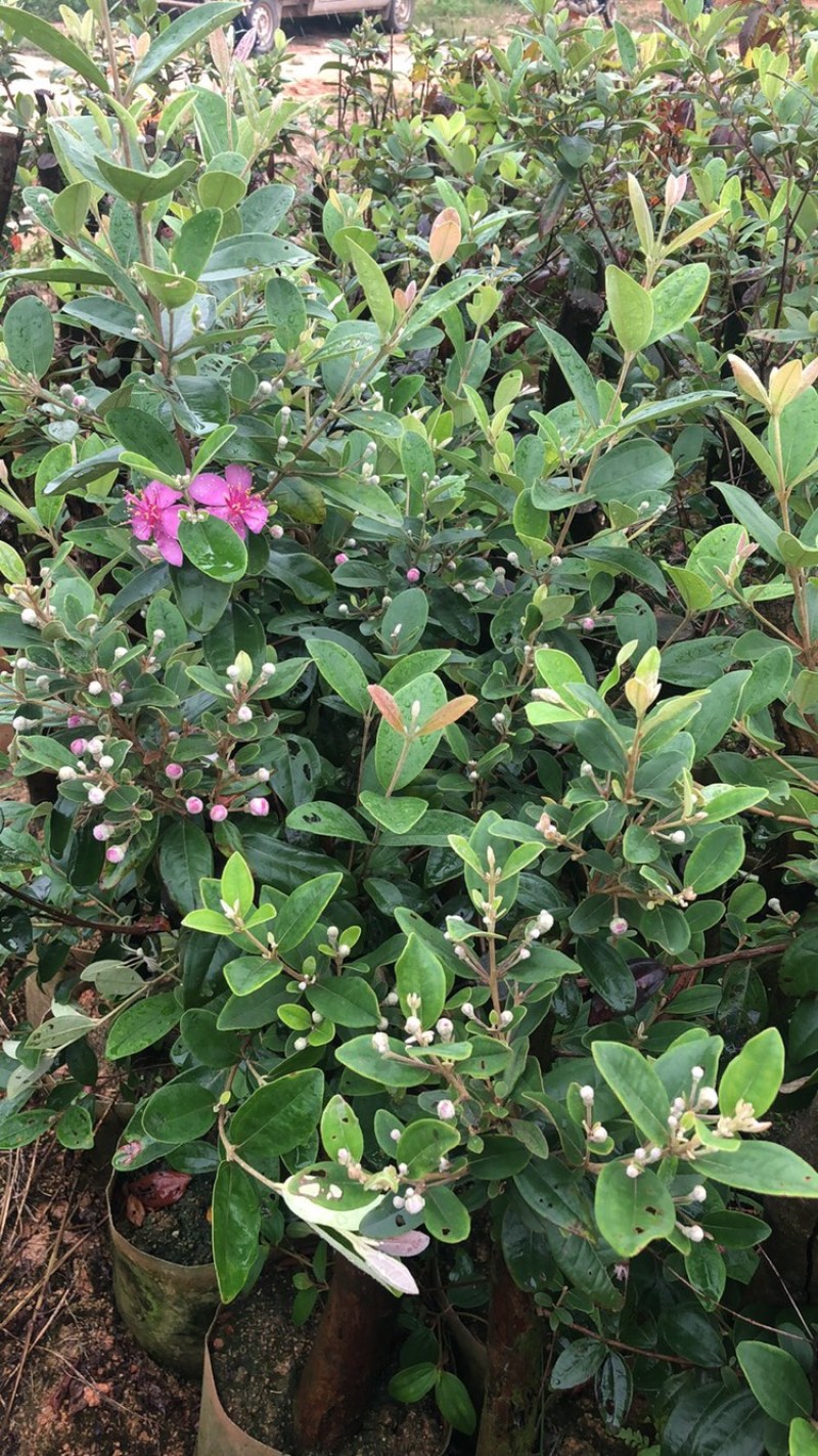 野生桃金娘树苗捻子大苗当年开花结果杯苗可盆栽庭院风景树