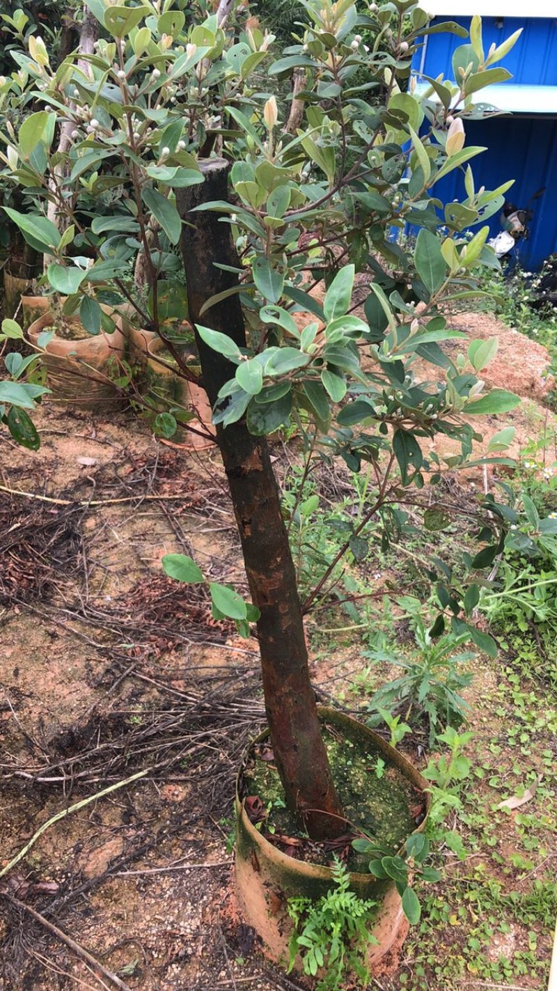 野生桃金娘树苗捻子大苗当年开花结果杯苗可盆栽庭院风景树