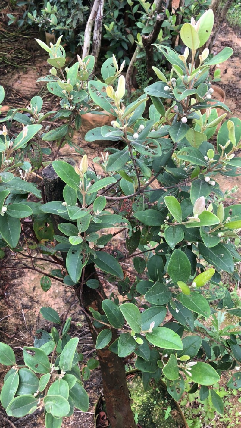 野生桃金娘树苗捻子大苗当年开花结果杯苗可盆栽庭院风景树