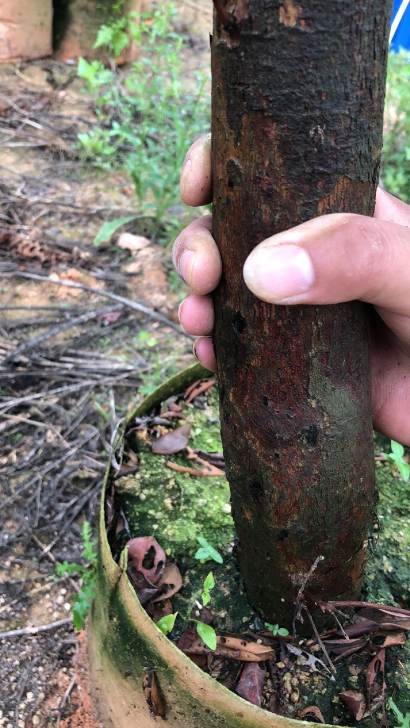 野生桃金娘树苗捻子大苗当年开花结果杯苗可盆栽庭院风景树
