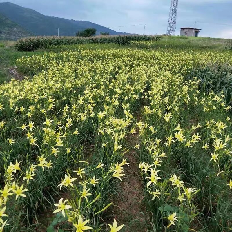 黄花菜苗