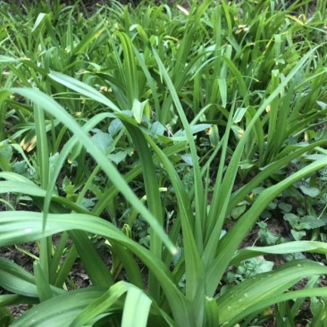 黄花菜苗
