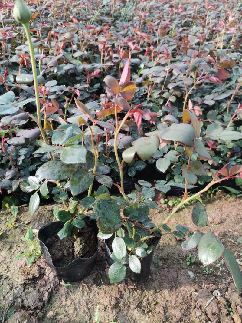 丰花月季，大红花月季，红帽子月季，滕本月季，大量上市，基
