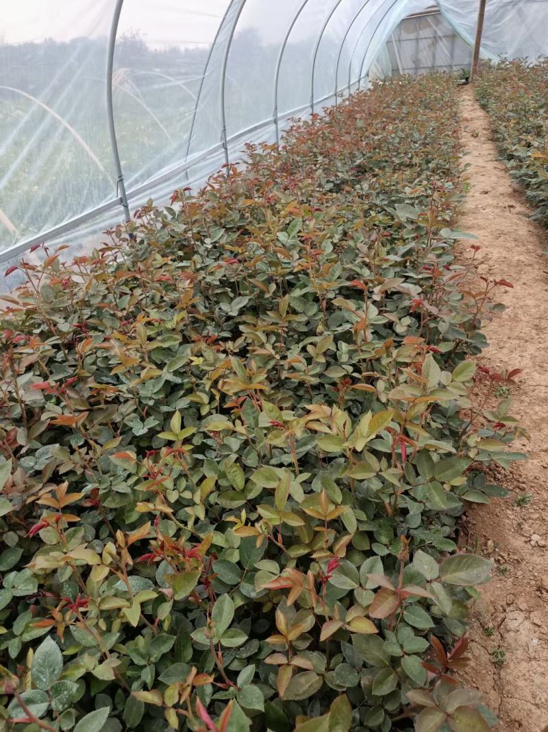 丰花月季，大红花月季，红帽子月季，滕本月季，大量上市，基
