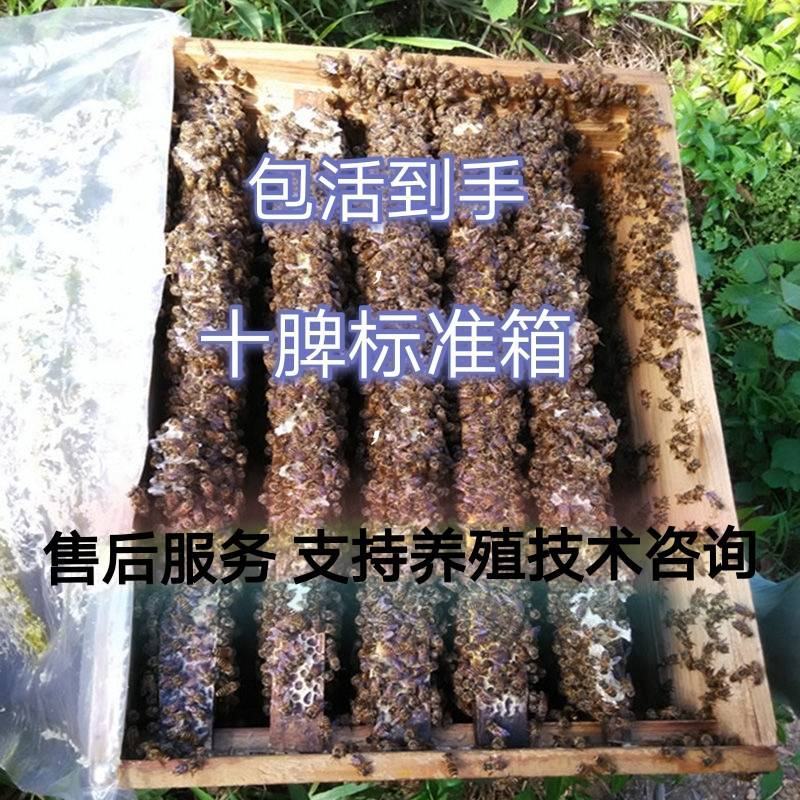 蜂群蜜蜂，产地，贵州省/毕节市/大方县/绿塘乡