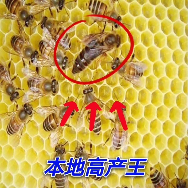 蜂群蜜蜂，产地，贵州省/毕节市/大方县/绿塘乡