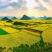 蜂群蜜蜂，产地，贵州省/毕节市/大方县/绿塘乡