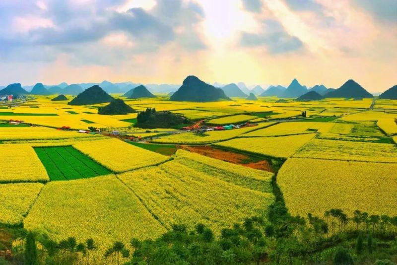 蜂群蜜蜂，产地，贵州省/毕节市/大方县/绿塘乡