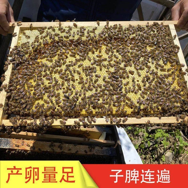 蜂群蜜蜂，产地，贵州省/毕节市/大方县/绿塘乡