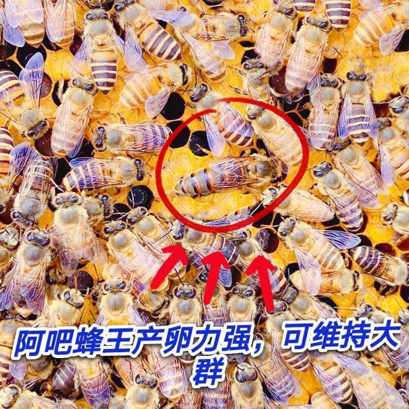 蜂群蜜蜂，产地，贵州省/毕节市/大方县/绿塘乡