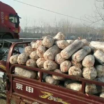山东省优质高产平菇菌棒菌种，有需要可来自洽谈。
