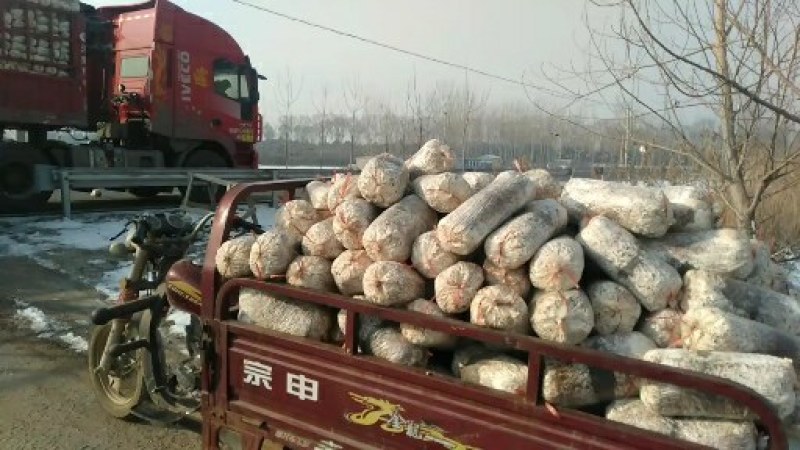 山东省优质高产平菇菌棒菌种，有需要可来自洽谈。