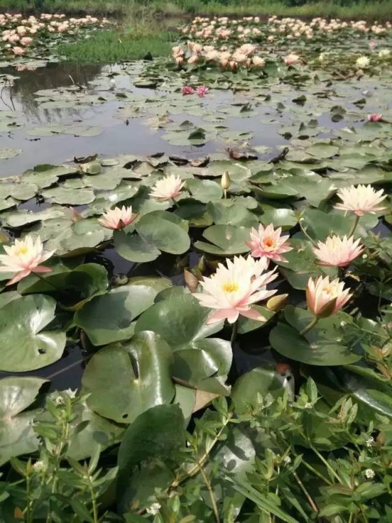 出售各种水生花卉