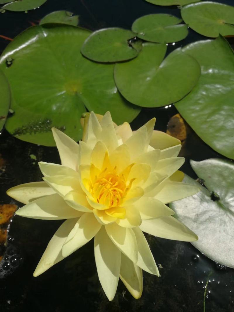 出售各种水生花卉