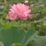 出售各种水生花卉