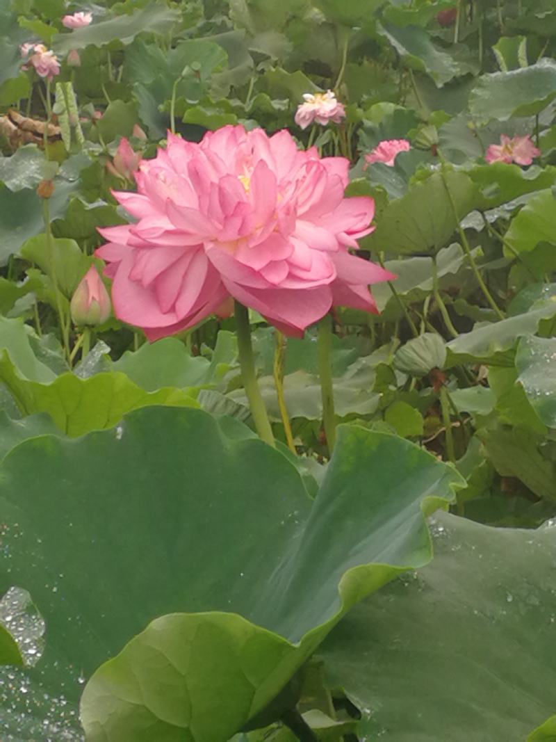 出售各种水生花卉
