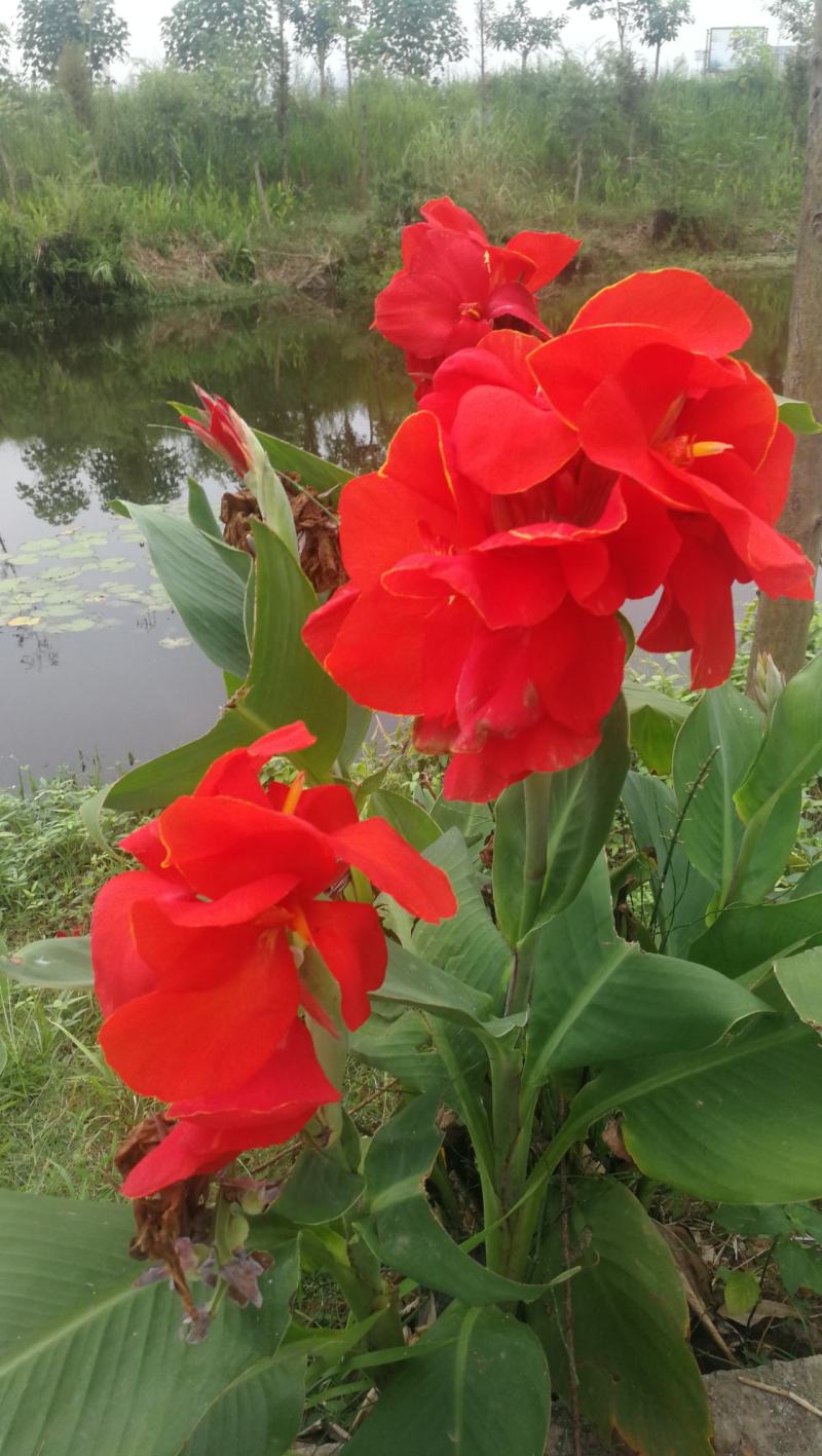 出售各种水生花卉