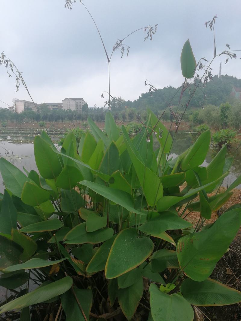 出售各种水生花卉