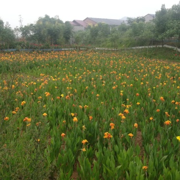 出售各种水生花卉