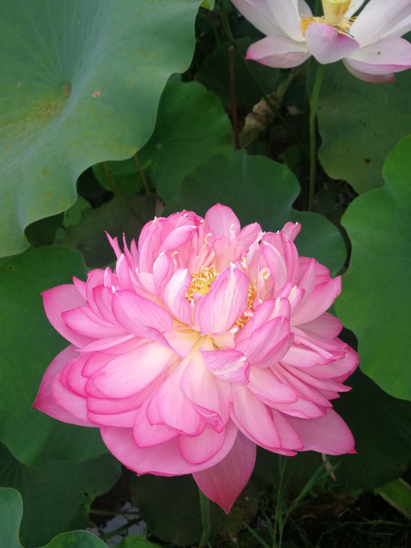 出售各种水生花卉