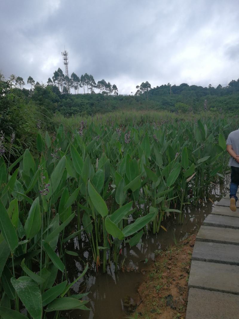 出售各种水生花卉