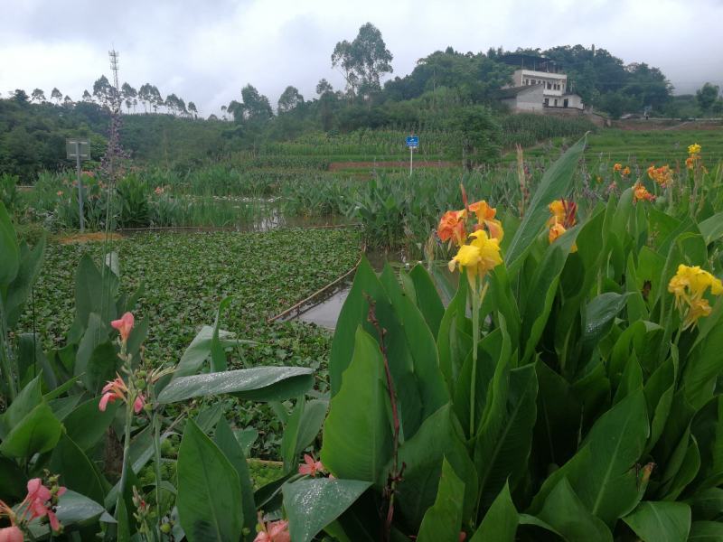 出售各种水生花卉