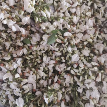 当地鲜槐花大量上市