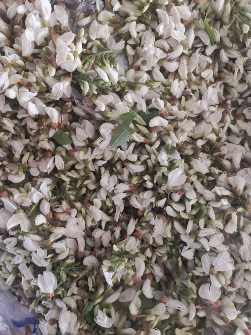 当地鲜槐花大量上市