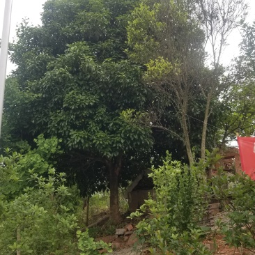 桂花树