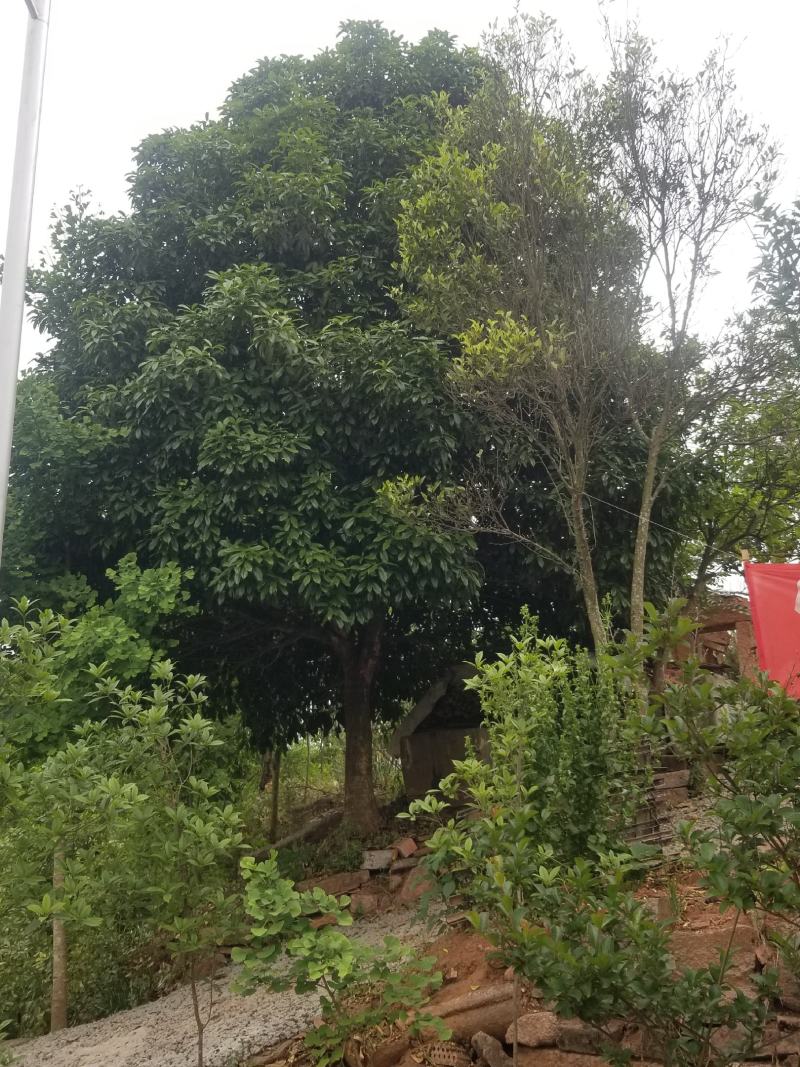 桂花树