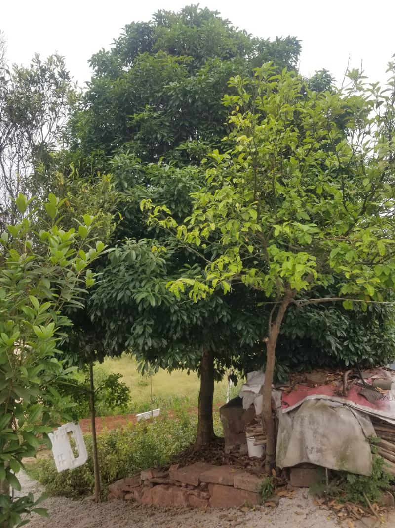 桂花树