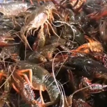 微山湖精品小龙虾壳薄肉厚干净满肉龙虾馆专供