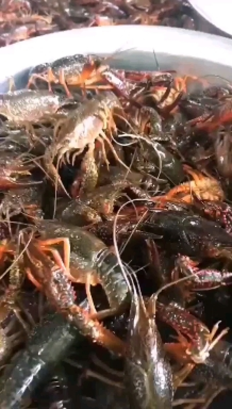 微山湖精品小龙虾壳薄肉厚干净满肉龙虾馆专供
