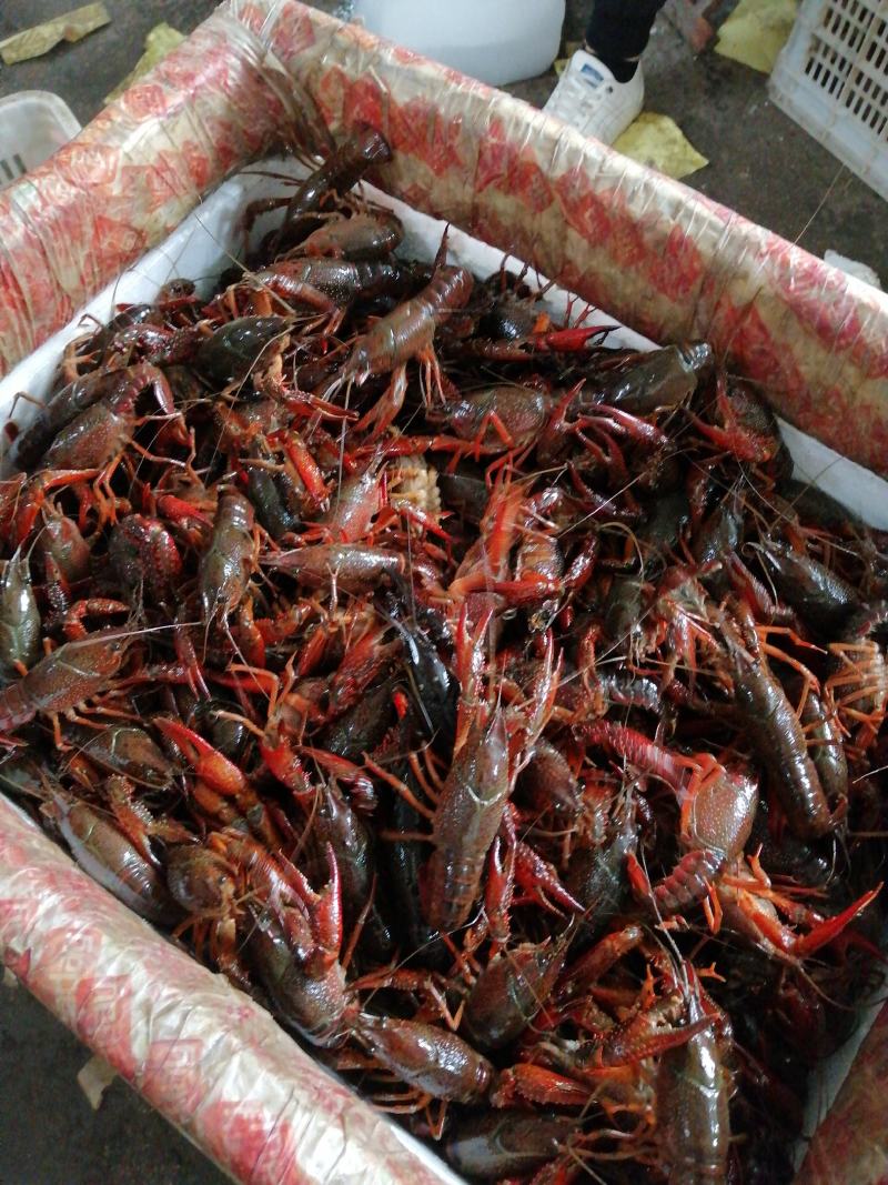 微山湖精品小龙虾壳薄肉厚干净满肉龙虾馆专供