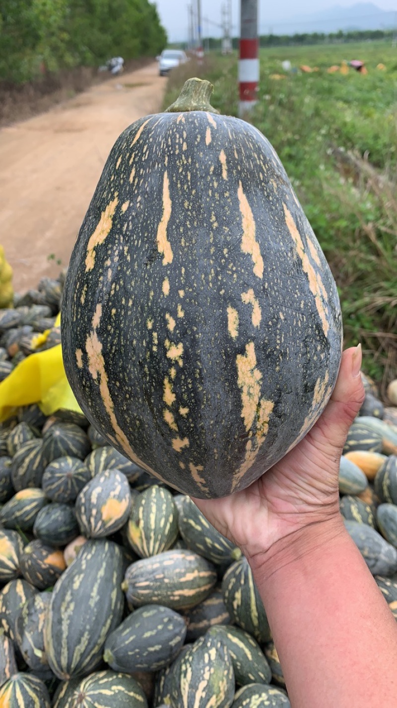 基地直供香芋南瓜一手货源专业走货团队对接全国各级客商