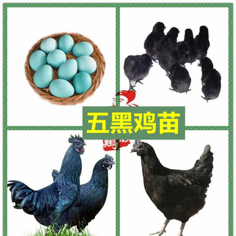 五黑鸡苗绿壳蛋鸡品种纯正，包健康包成活，厂家直销，一手货