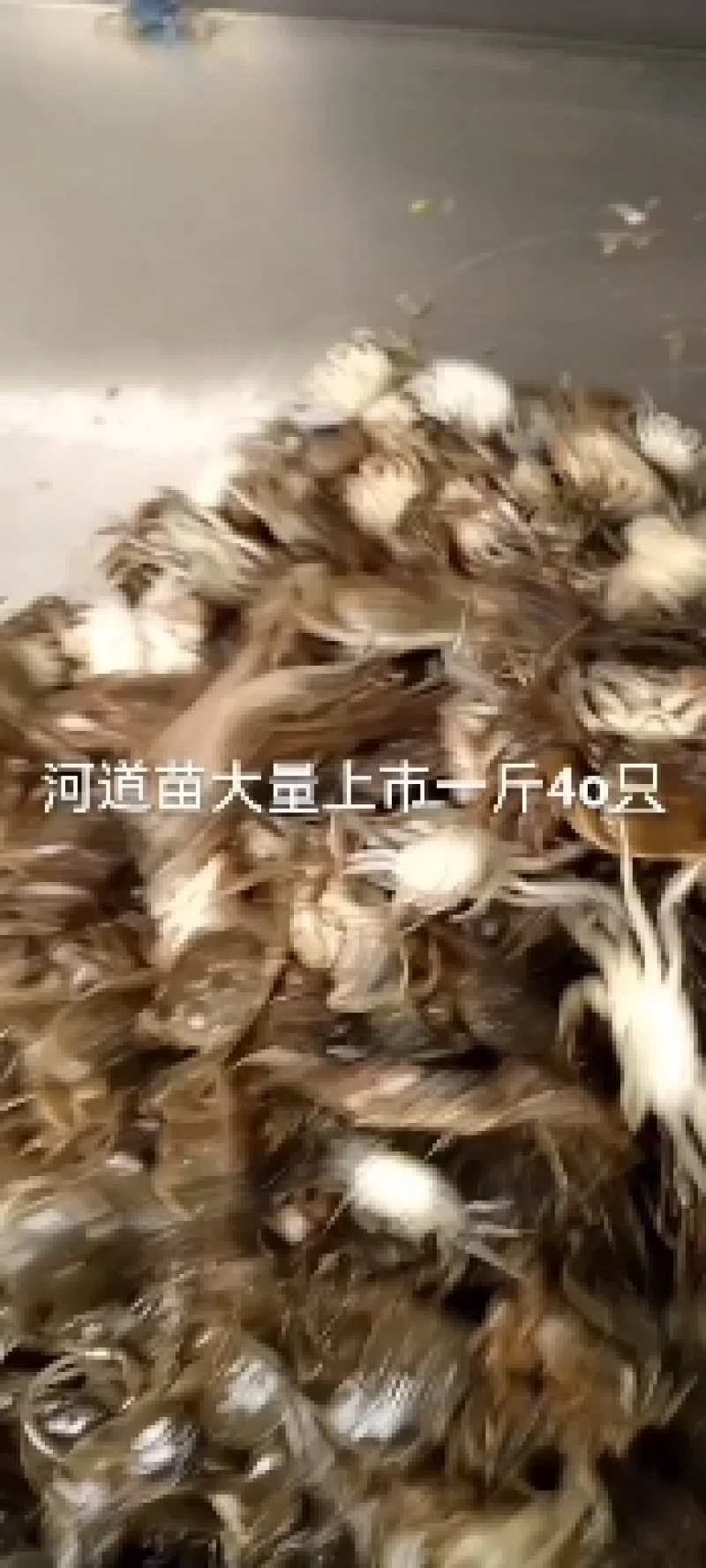 马鞍山乌溪5母7公扣蟹苗保质保量可视频看货量大从优