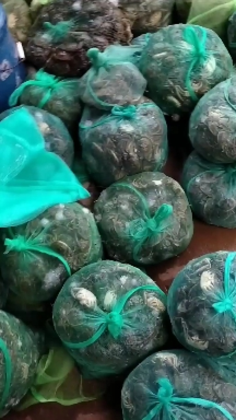 马鞍山乌溪5母7公扣蟹苗保质保量可视频看货量大从优