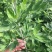 艾草种子艾叶香草四季遏草驱蚊阳台盆栽泡澡食用青团药用香艾