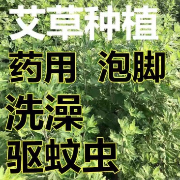艾草种子艾叶香草四季遏草驱蚊阳台盆栽泡澡食用青团药用香艾