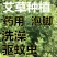 艾草种子艾叶香草四季遏草驱蚊阳台盆栽泡澡食用青团药用香艾