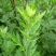 艾草种子艾叶香草四季遏草驱蚊阳台盆栽泡澡食用青团药用香艾