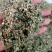 艾草种子艾叶香草四季遏草驱蚊阳台盆栽泡澡食用青团药用香艾