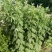 艾草种子艾叶香草四季遏草驱蚊阳台盆栽泡澡食用青团药用香艾